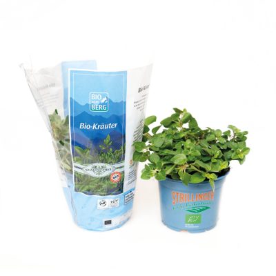 Freisteller Kräuter Bio-Oregano